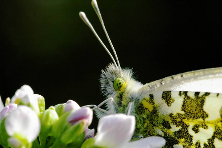 开花 花的 蝴蝶 颜色 春天 植物 夏天 自然 野生动物