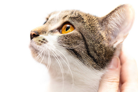 非本地一只非本地猫的肖像,头部特写.照片