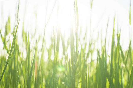 植物 绿色植物 美女 草坪 软的 特写镜头 阳光 草地 自然
