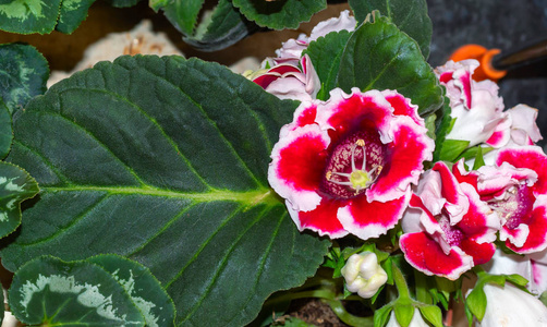 粉红色双开花苔图片