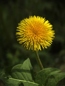 美丽的 春天 草本植物 开花 花园 特写镜头 夏天 植物