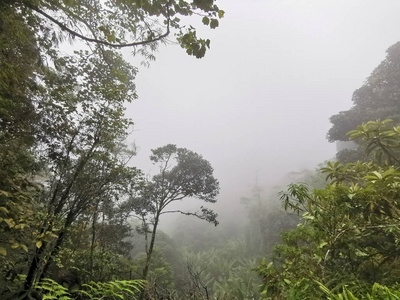 橡树 春天 季节 公园 环境 落下 植物 泼洒 美丽的 苔藓