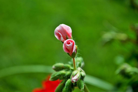 美丽的 粉红色 夏天 植物区系 颜色 园艺 花园 花瓣 盛开