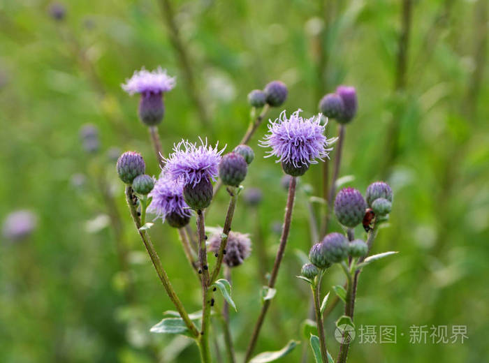 蔓藤在草本植物中生长开花照片 正版商用图片27m2x8 摄图新视界