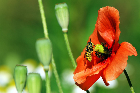 黄蜂 花粉 花园 特写镜头 繁荣的 昆虫 天线 喷气式飞机
