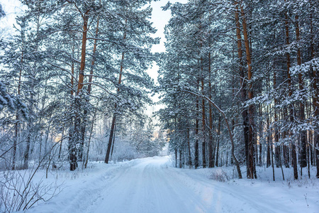 旅行 季节 场景 寒冷的 天气 公园 冬天 木材 风景 分支