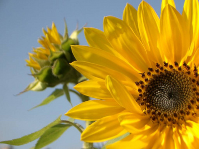 夏天 向日葵 太阳 苍穹 繁荣 植物 闪耀 夏季 天空 特写镜头