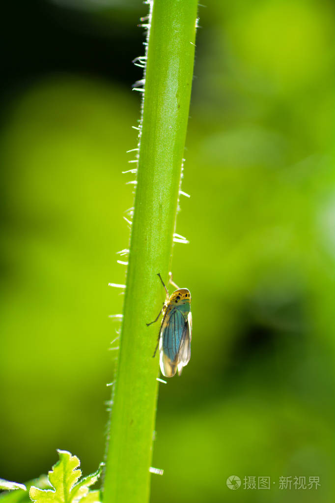 绿色自然中秸秆背光中的蝉