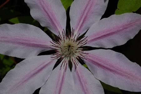 植物学 特写镜头 夏天 花瓣 植物区系 自然 春天 花园