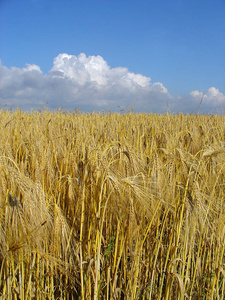农业 植物 黑麦 粮食 土地 农场 农田 自然 生长 领域