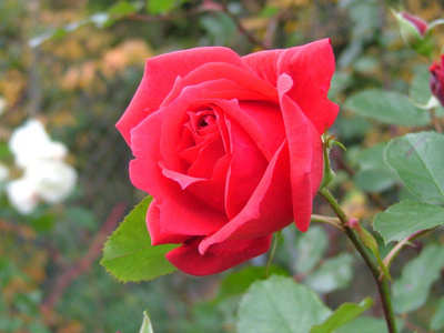 花园 美女 颜色 玫瑰 浪漫的 花束 植物 夏天 开花 特写镜头