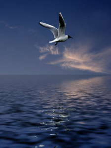 自由的 海鸥 自由 苍穹 羽化 航班 苍蝇 天空 海洋 飞行