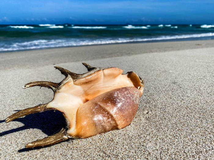 海边沙脊上的贝壳背景