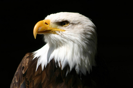 美国 自然 野生动物 猛禽 眼睛 骄傲 捕食者 肖像 羽毛