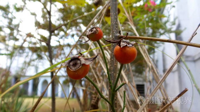 浆果 水果 自然 植物