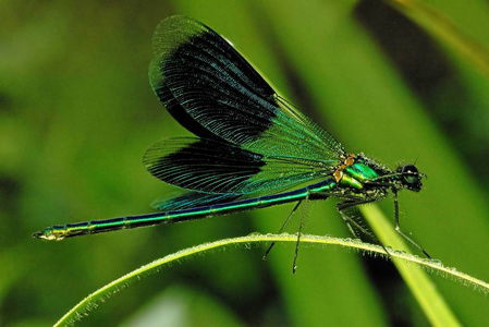 野生动物 动物 翅膀 美丽的 植物 昆虫学 要素 缺陷 春天
