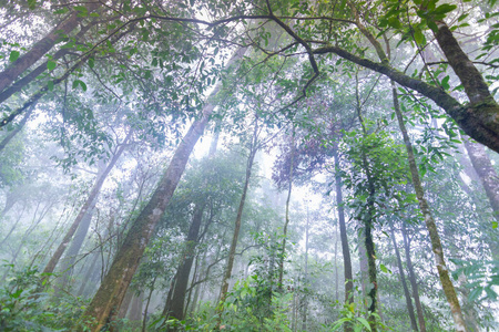 泰国链迈蒙戎国际公园的热带雨林植物