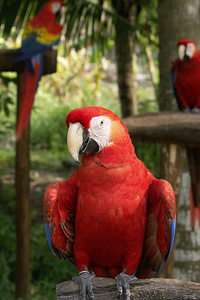 热带 羽毛 动物园 金刚鹦鹉 孤独的 丛林 颜色 可爱的