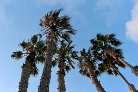 树叶 棕榈 美女 加利福尼亚 纹理 多年生植物 自然 植物学