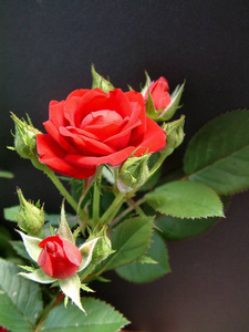美女 博蒂 花束 花园 自然 玫瑰 开花 浪漫 礼物 夏天