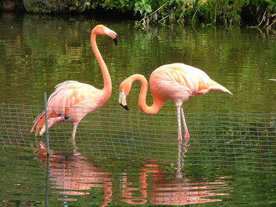 动物园 美女 镜像 火烈鸟 自然 动物 粉红色 野生动物