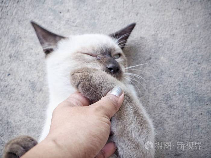 玩猫和手的女人照片-正版商用图片27mbho-摄图新视界