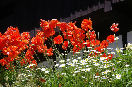公园 植物 花的 花园 花瓣 开花 植物区系 颜色