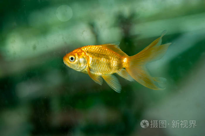 五彩缤纷的鱼在水族馆里游泳