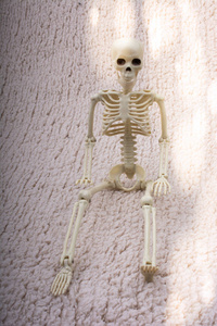 Human skeleton model posing for medical anatomy science 