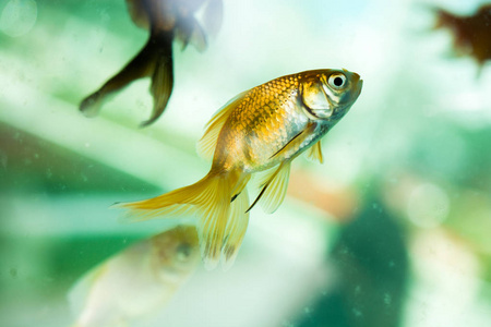 五彩缤纷的鱼在水族馆里游泳照片