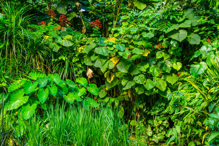 热带花园充满了各种各样的外来植物物种，野生的外来植物，自然背景