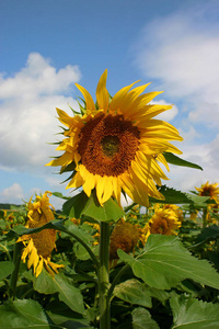 苍穹 开花 繁荣的 闪耀 太阳 夏季 夏天 天空 繁荣 植物