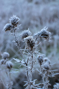 Frosted meadow grass. Winter time. White  crystals. 