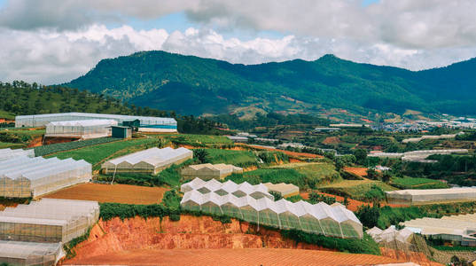 越南达拉特阳光明媚的种植园图片