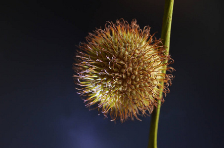 美丽的 桌子 植物学 紫色 植物 开销 树叶 粉红色 春天