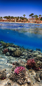 coral reef in Red Sea 