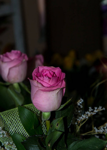 花园 墙纸 玫瑰 雄蕊 庆祝 盛开 开花 特写镜头 园艺