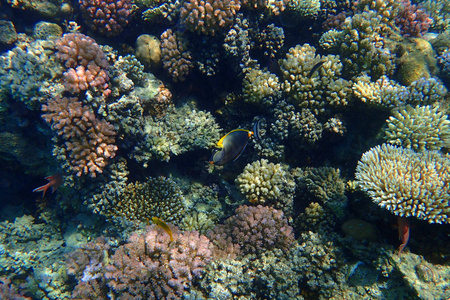 coral reef in Red Sea 