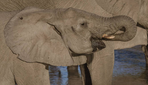 小象试图用鼻子喝水