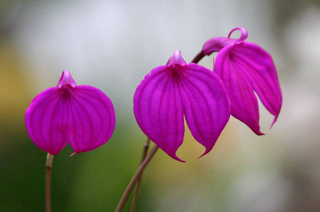 兰花 粉红色 花瓣 季节 自然 盛开 植物区系 花的 花园