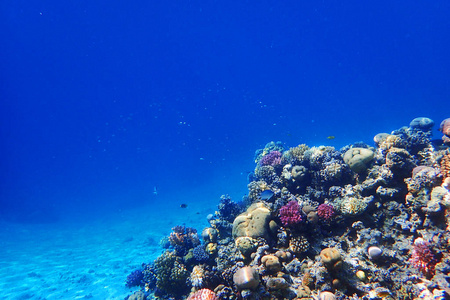 埃及珊瑚礁