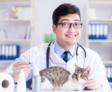 猫探视兽医定期检查