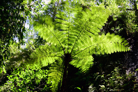 阳光 旅行 植物 早晨 冒险 风景 夏天 雨林 射线 旅游业