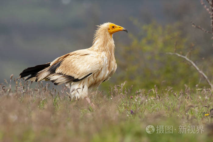 埃及秃鹫neophronpercnopterus长而细的喙秃鹫