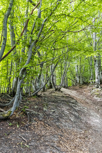 斯洛伐克大法特拉山脉落叶林中的徒步路径