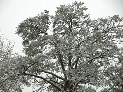 分支 雪花 新的 天空 针叶树 云杉 自然 美丽的 假日