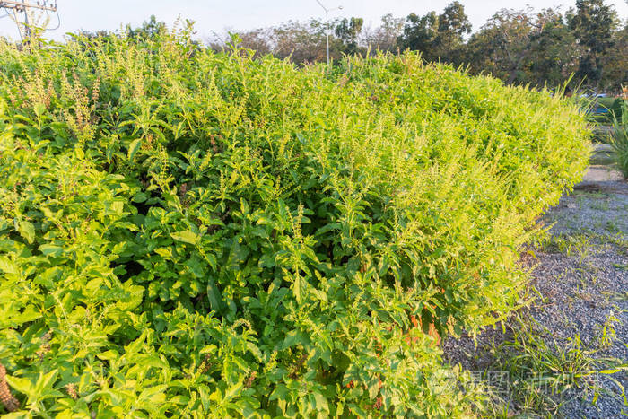 新鲜甜罗勒泰国罗勒树在泰国