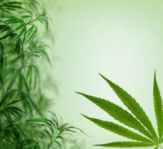 绿色背景,种植植被植物照片