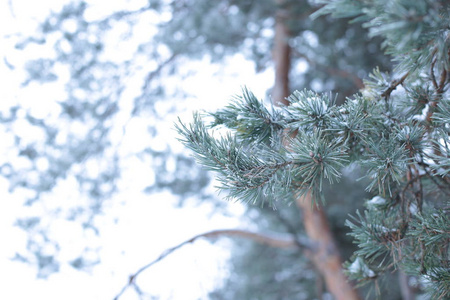 降雪 喜欢的 冬天 冰冷的 寒冷 匆匆 寒冷的 场景 风景