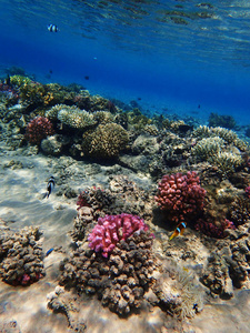 coral reef in Red Sea 